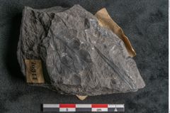 Foto (Detailansicht) von Thinnfeldia australis Ettingshausen (NHMW-GEO-2024-0188-10314)